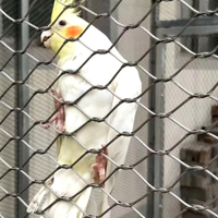 Filet de protection pour volière en acier inoxydable 304, résistant à la corrosion et à haute résistance, pour l'élevage en zoo