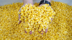 MZ-368 Sweet <strong>Corn</strong> Maize Peeling <strong>Machine</strong> <strong>Corn</strong> Threshing <strong>Machine</strong> <strong>Corn</strong> Sheller <strong>Machine</strong> - Product Image 5