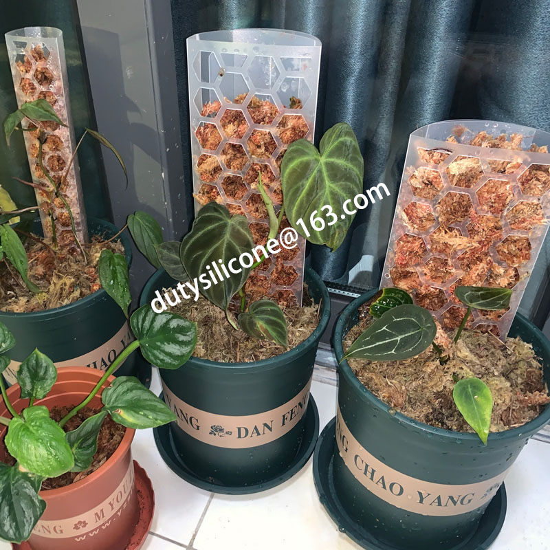 prunus bonsai Fuji Cherry 3 gal size -Prunus incisa 'Kojo no-mai'  Bella Bonsai Nursery