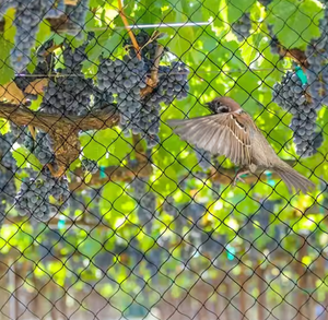 Filet anti-oiseaux en maille nouée noire stabilisée aux UV en PEHD de qualité supérieure, vente en gros d'usine, protection contre les oiseaux pour les arbres fruitiers et les jardins - Product Image 4