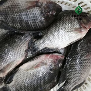 Pesce Tilapia Intero Congelato Premium di Alta Qualità - Product Image 6
