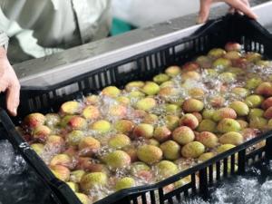 ลิ้นจี่สดจากเวียดนาม Luc ngan ที่มีผิวบางและมีกลิ่นหอมแรง - Product Image 5