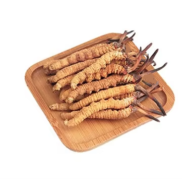 Tibet Traditional Chinese Medicine Wild Cordyceps Sinensis Healthy Food Natural Whole Nagqu Cordyceps Sinensis Extract