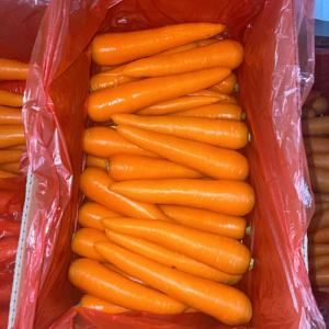 "جزر طازج بجودة جيدة مصنوع في الصين" - Product Image 5