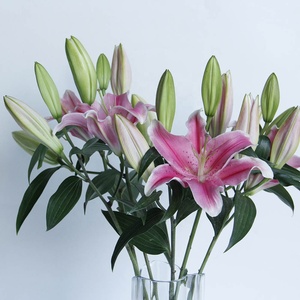 Flores de corte fresco de China, lirio Natural Real de <span class=keywords><strong>Lilium</strong></span> Sorbonne para decoración de boda, venta al por mayor - Product Image 5