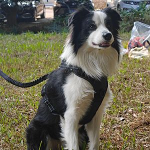 Arnés para Perro con Luces LED, Estilo Chaleco, para Razas Medianas - Product Image 1