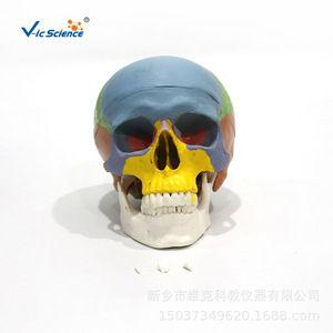 Modèle de crâne adulte coloré avancé pour l'enseignement, la médecine et l'esthétique - Product Image 1