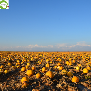 Semillas de Calabaza Secas Crudas de Nueva Cosecha al Mejor Precio, Venta al por Mayor - Product Image 3