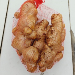 Jengibre Chino Orgánico de Nueva Cosecha, 100% Puro y Natural, Marca Óptima, Jengibre Fresco para Mayoristas de Alimentos - Product Image 1