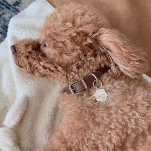 Plata esterlina 925 mascotas de <span class=keywords><strong>mi</strong></span> audaz accesorios etiqueta de nombre collar de moda joyería encantadora - Product Image 4