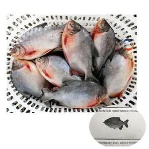 生きている魚新鮮な冷凍IQFレッドパクポンフレットルージュ冷凍レッドポンフレットフィッシュ価格