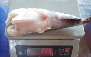 Cola de Monja Congelada de Alta Calidad y Buen <span class=keywords><strong>Precio</strong></span> para Venta al por Mayor de Kingsunfoods China - Product Image 6