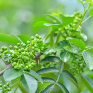 Aceite <span class=keywords><strong>de</strong></span> planta comestible Natural a granel, fabricante, venta al por mayor, Zanthoxylum/pimienta <span class=keywords><strong>verde</strong></span>/Prickleyash, aceite <span class=keywords><strong>de</strong></span> cocina <span class=keywords><strong>de</strong></span> grado alimenticio, no GMO - Product Image 3