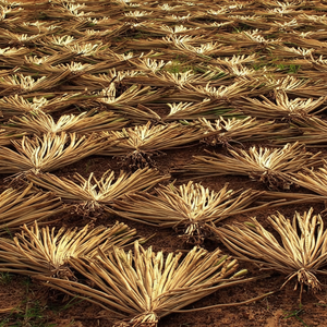 Cesta de Almacenamiento Ecológica de Color Marrón Claro, Hecha de Cuerda de Jacinto de Agua Crudo, Modelo Ms. Lima, MÁS VENDIDO - Product Image 1