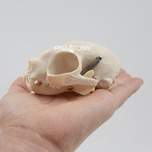 Cráneo de Gato, Esqueleto de Gato, Herramienta Anatómica de Tamaño Real, Equipo Educativo, Anatomía de Mandíbula y Dientes de Gato - Product Image 5