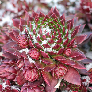 Venta al por mayor de plantas suculentas vivas Sempervivum Hens and Chicks, paquete a granel de 25-50 unidades en macetas de 2 pulgadas, variedades resistentes al frío, cultivadas en viveros estadounidenses. - Product Image 4