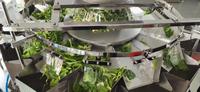 Machine de pesage et d'emballage automatique à têtes multiples pour fruits, légumes et salades