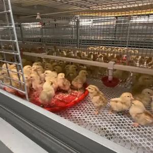L'alta qualità Q235 acciaio zincato rete metallica per il pollo uccelli pollame batteria gabbia di Broiler direttamente dalla cina - Product Image 2