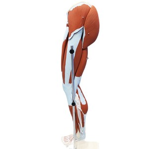 Modèle d'anatomie musculaire des membres inférieurs (13 parties), modèle pédagogique détachable des muscles de la jambe, modèle de démonstration pédagogique. - Product Image 5