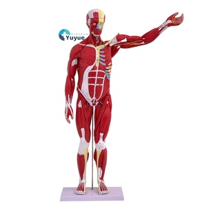 Modelo de músculo <span class=keywords><strong>humano</strong></span> de <span class=keywords><strong>cuerpo</strong></span> completo de PVC de 80CM con órganos internos modelo de anatomía de <span class=keywords><strong>ciencia</strong></span> médica para estudio de músculos y órganos - Product Image 1