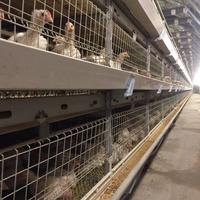 2025 ans professionnel meilleure qualité bon prix entièrement automatique batterie poulet de chair viande poulet élevage équipement de cage à vendre