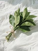 Feuillage naturel de qualité supérieure provenant directement de la source pour la décoration de table de mariage rustique, remplissage de bouquets, feuillage d'agrumes fraîchement coupé, feuille d'orange
