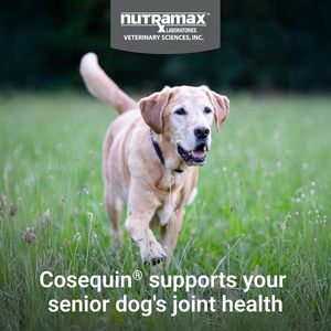 Nutramax <span class=keywords><strong>Cosequin</strong></span> Senior : Complément pour la Santé Articulaire des Chiens – Glucosamine, Chondroïtine, Sulfate, Bêta-Glucane pour Articulations, Peau, Pelage et Immunité - Product Image 3