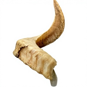 Shofar en corne de cerf véritable, corne brute naturelle, instrument traditionnel fait main AZ ENTERPRISES Uttar Pradesh, toucher authentique pour la vente en gros - Product Image 2