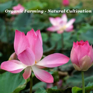 Pink <strong>Lotus</strong> <strong>Flower</strong> Sleep Tea Sacred Dried Herbal Whole Blossom Ayurveda TCM Lucid Dream Herb - Product Image 3
