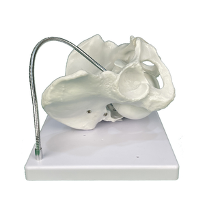 Modèle de démonstration de bassin féminin pour la formation en obstétrique - Product Image 5