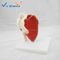 Modelo de Articulación de Hombro de Tamaño Real con Músculos, Modelo Anatómico de Ligamentos Musculares del Hombro Humano, Enseñanza de Ortopedia, CE/ISO/ROHS/CNAS