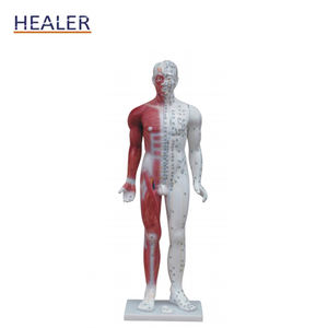 Pointe d'acupuncture naturelle, modèle d'anatomie musculaire, haute qualité - Product Image 5