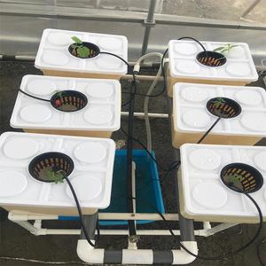 Sistema de Cultivo Hidropónico en Cubeta Holandesa, Cubeta Bato para Cultivo de Tomate, Pepino y Pimiento en Invernadero - Product Image 1