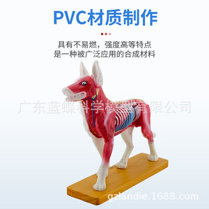 Modèles d'acupuncture corporelle pour chien, chat, cochon, vache et cheval ; points d'acupuncture canine ; acupuncture animale ; enseignement vétérinaire - Product Image 2
