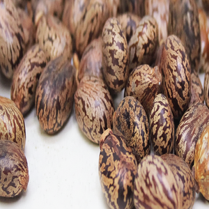 Graines de ricin indiennes Jadi Booti 100 pour cent naturelles de haute qualité séchées Ricinus Communis graines exportateur de l'Inde - Product Image 1