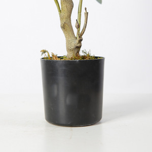 Simulación Avanzada Olivo Jardín Hotel <span class=keywords><strong>Restaurante</strong></span> Decorado con Plantas Verdes en Maceta - Product Image 3