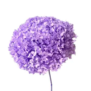 New Product Ideas 2023 Immortal Hydrangea For Home And Wedding Decoration Preserved Hydrangea