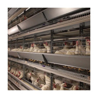 H Cages en batterie automatiques en acier galvanisé pour l'élevage avicole, avec courroie de fumier, pour poules pondeuses, équipement d'élevage de poulets pondeurs, vente en Algérie