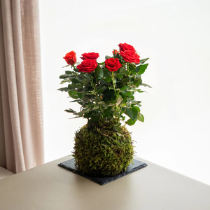 Kokedama สวนกุหลาบของขวัญแปลกใจสำหรับวันซานต์จอร์ดิ - Product Image 2