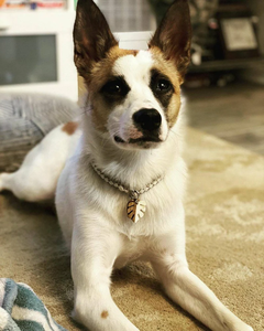 individuell günstig Hauskragen dünn rund geflochten hergestellt langlebig paracord hund katze kragen - Product Image 3