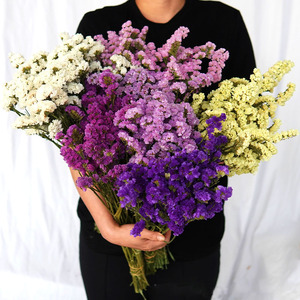 120g Bunga Limonium (Statice/Forget-me-not) Kering Alami untuk Dekorasi - Product Image 4