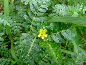 <span class=keywords><strong>Tribulus</strong></span> <span class=keywords><strong>Terrestris</strong></span> Extrato <span class=keywords><strong>Tribulus</strong></span> <span class=keywords><strong>Terrestris</strong></span> Saponinas 45% 90% <span class=keywords><strong>Tribulus</strong></span> <span class=keywords><strong>Terrestris</strong></span> Extrato Em Pó - Product Image 3