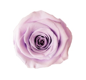 Yunnan Provence Têtes de Roses Conservées Pour Toujours Rose Fleurs Immortelles en gros 4-5 cm - Product Image 6