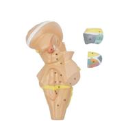 Modèle anatomique détachable du tronc cérébral et des noyaux hypophysaires, modèle pédagogique à code couleur pour l'apprentissage de la biologie