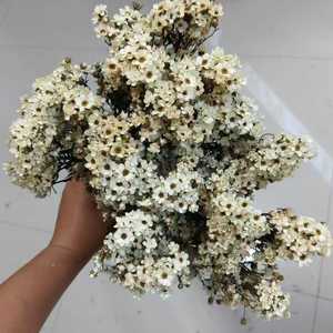 Vente chaude Ins Oxeye Daisy fleurs séchées conservées pour la maison <span class=keywords><strong>de</strong></span> mariage noël Halloween décor pour l'obtention du diplôme saint valentin - Product Image 6