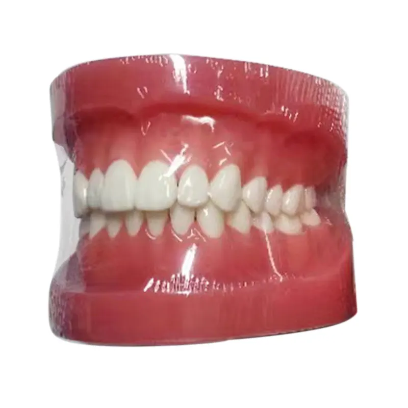 Studio ortodontico medico standard dentista anatomico typodont dentale modelli di denti modello