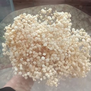 <span class=keywords><strong>Flores</strong></span> de Gypsophila <span class=keywords><strong>Preservadas</strong></span> <span class=keywords><strong>al</strong></span> <span class=keywords><strong>por</strong></span> <span class=keywords><strong>Mayor</strong></span>, Secas, Colores Personalizados, para Graduación, Bodas, San Valentín, Navidad - Product Image 1