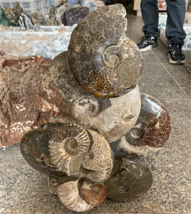 Ammonite Naturelle Fossile en Grappe, Échantillon Minéral Brut, Spécimen Petrifié à Vendre, Décoration Feng Shui pour la Maison - Product Image 3