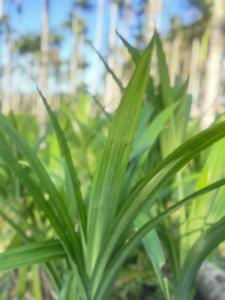 OEM Private Label 150g Liofilizado Pó De Folha De <span class=keywords><strong>Pandan</strong></span> Pó Vegetal Solúvel Em Água Sem Aditivo - Product Image 3