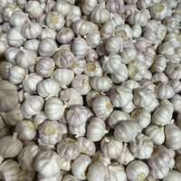 Ail frais chinois de première qualité, grade un, ferme et aromatique, récolte de pointe, expédition en conteneur depuis le Shandong